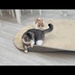 おもちゃを片付けたのにずっと探し回ってた猫が可愛すぎましたwww(YouTube)