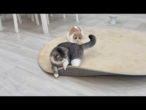 おもちゃを片付けたのにずっと探し回ってた猫が可愛すぎましたwww(YouTube)