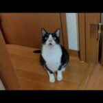 一日のほとんどが寝ている猫の連休最終日(YouTube)