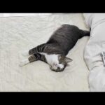 寝室に入れたのが嬉しすぎて、ついつい家事の邪魔しちゃう猫(YouTube)