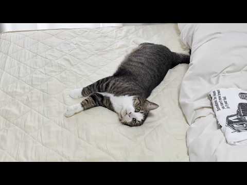 寝室に入れたのが嬉しすぎて、ついつい家事の邪魔しちゃう猫(YouTube)