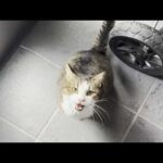 一人だと不安でニャーニャー鳴くけど大福と一緒なら安心する猫(YouTube)