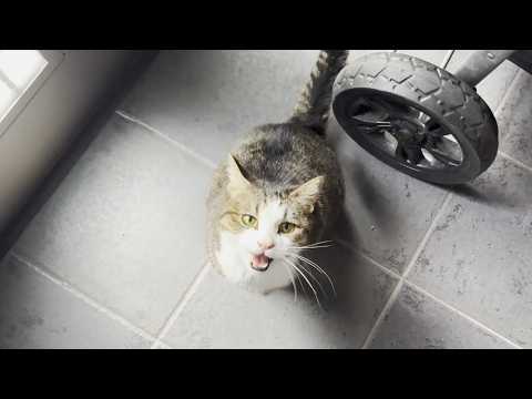 一人だと不安でニャーニャー鳴くけど大福と一緒なら安心する猫(YouTube)