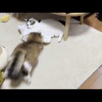 タプタプに突進するモフモフ猫(YouTube)