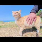 島の絶景スポットで茶トラ猫が可愛い声で歓迎してくれた(YouTube)