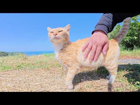 島の絶景スポットで茶トラ猫が可愛い声で歓迎してくれた(YouTube)