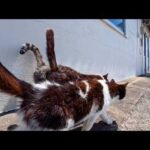 寄り添い合って歩く島の猫ちゃん(YouTube)