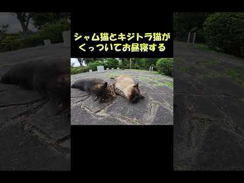 シャム猫とキジトラ猫がくっついてお昼寝する #猫 #ねこ #cat(YouTube)