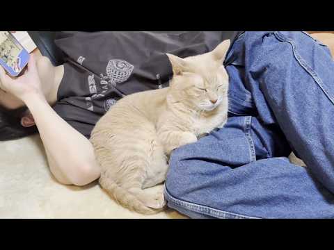 仲の良い姉弟みたいに育ってくれた息子と猫(YouTube)