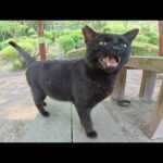 人懐っこい黒猫が怖がりなサバトラ猫に人間への甘え方を教える(YouTube)