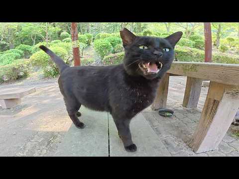 人懐っこい黒猫が怖がりなサバトラ猫に人間への甘え方を教える(YouTube)