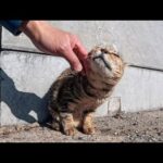 猫島で道路脇に座っていた猫ちゃん、喉を撫でられると喜ぶ(YouTube)