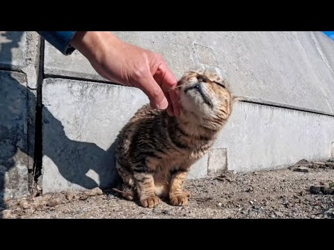 猫島で道路脇に座っていた猫ちゃん、喉を撫でられると喜ぶ(YouTube)