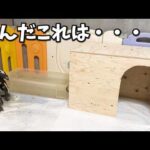 ４歳になったペンギンのふたりに愛の巣を作りました(YouTube)