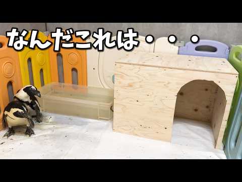 ４歳になったペンギンのふたりに愛の巣を作りました(YouTube)