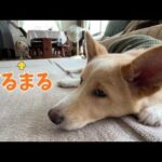 【ご報告】ゆきさんが病気で手術をする事になりました…(YouTube)