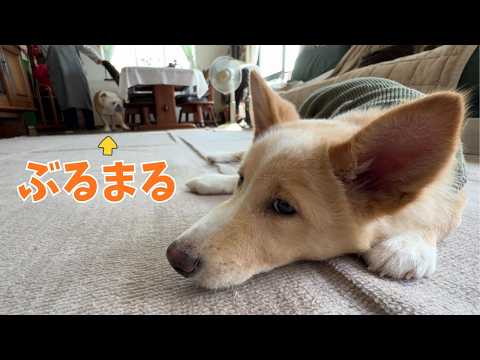 【ご報告】ゆきさんが病気で手術をする事になりました…(YouTube)