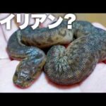 エイリアン？が売ってたので飼育してみた(YouTube)