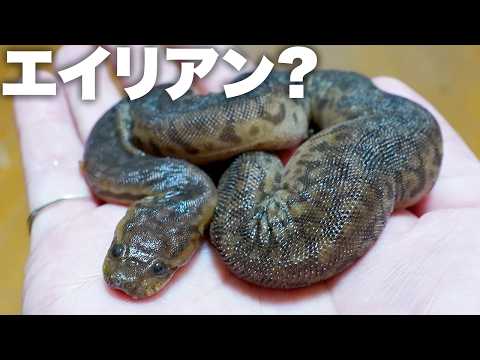 エイリアン？が売ってたので飼育してみた(YouTube)