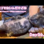 チッコでないんだけどね ままがね  ゴミ箱に棄てられたキンと訳ありで保護されたクリ  Day36,43  2026 05 23 1(YouTube)