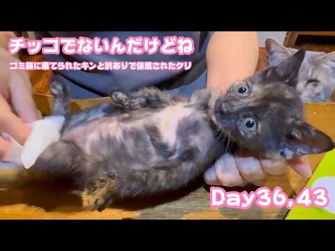 チッコでないんだけどね ままがね  ゴミ箱に棄てられたキンと訳ありで保護されたクリ  Day36,43  2026 05 23 1(YouTube)