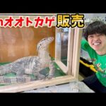 福島で開催された爬虫類イベントで巨大オオトカゲの販売を開始しました【わくわく生き物探し】【WAF福島】(YouTube)