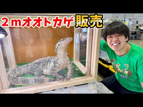 福島で開催された爬虫類イベントで巨大オオトカゲの販売を開始しました【わくわく生き物探し】【WAF福島】(YouTube)