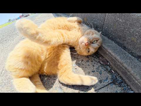 人懐っこい茶トラ猫ちゃんが体を丸めて甘えてきた(YouTube)