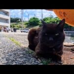 いつもの“猫の集会所”が今日は人間の集会所に…困惑して遠巻きに見る猫たちが可愛すぎた(YouTube)