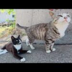 猫達が人間にナデられた後、坂道を登ってお家へ帰っていく(YouTube)