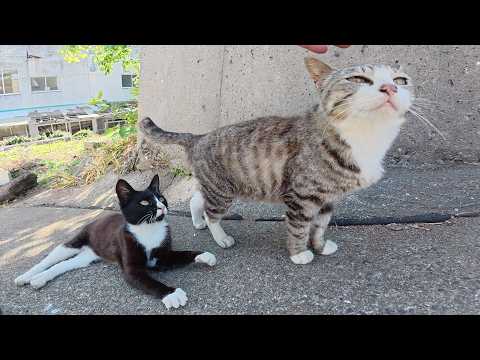 猫達が人間にナデられた後、坂道を登ってお家へ帰っていく(YouTube)