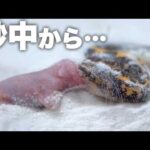 アフリカの砂漠に迷い込んだネズミはこうなります(YouTube)