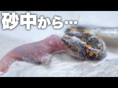 アフリカの砂漠に迷い込んだネズミはこうなります(YouTube)