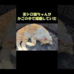 茶シロ猫ちゃんがかごの中で爆睡していた #猫 #ねこ #cat(YouTube)