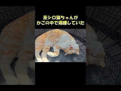 茶シロ猫ちゃんがかごの中で爆睡していた #猫 #ねこ #cat(YouTube)