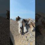 テトラポットで寝そべるキジシロ猫の前をハチワレ猫が横切る #猫 #ねこ #cat(YouTube)