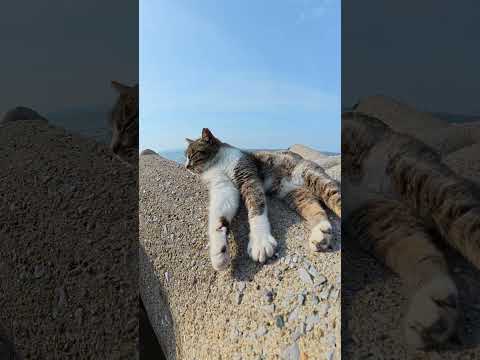 テトラポットで寝そべるキジシロ猫の前をハチワレ猫が横切る #猫 #ねこ #cat(YouTube)