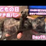 あたち腹パンにょ  こどもの日  ゴミ箱に棄てられたキン 訳ありで保護されたクリ  Day19,26  2026 05 05 1(YouTube)