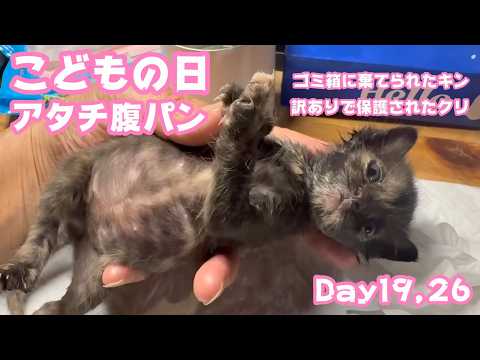 あたち腹パンにょ  こどもの日  ゴミ箱に棄てられたキン 訳ありで保護されたクリ  Day19,26  2026 05 05 1(YouTube)