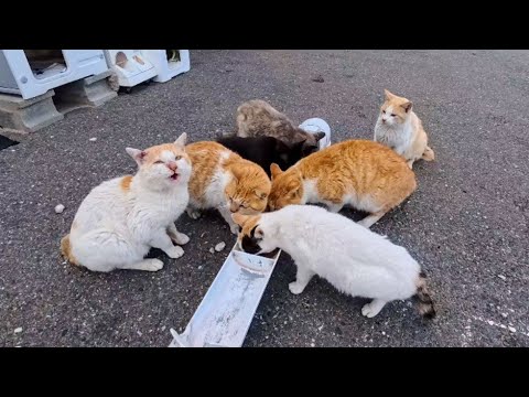 島の港カフェがまさかの猫食堂だった！集まる猫たちに癒やされる午後(YouTube)