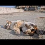 【島上陸】第一猫発見！ゴロンするのに逃げる…ツンデレすぎる瞬間が尊い🐾(YouTube)