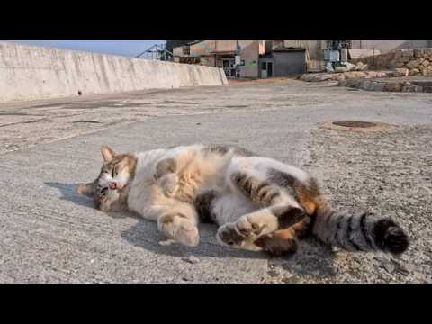 【島上陸】第一猫発見！ゴロンするのに逃げる…ツンデレすぎる瞬間が尊い🐾(YouTube)