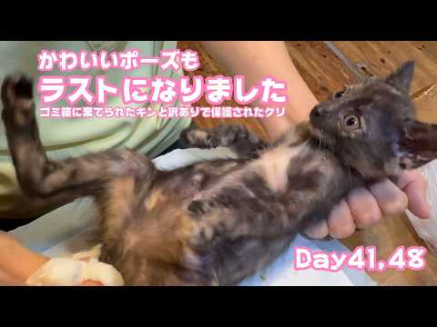 残念ですがラストになりました  ゴミ箱に棄てられたキンと訳ありで保護されたクリ  Day41,48   2026 05 28 2(YouTube)