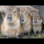 雨のカピバラ　神近誕生祭(YouTube)