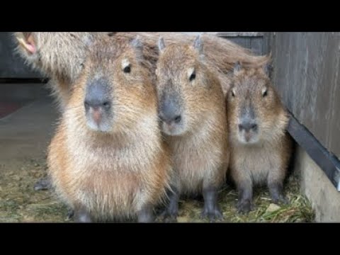 雨のカピバラ　神近誕生祭(YouTube)