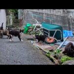 漁港の路地裏で猫の集会を発見！そっと潜入を試みた結果がこちら…(YouTube)