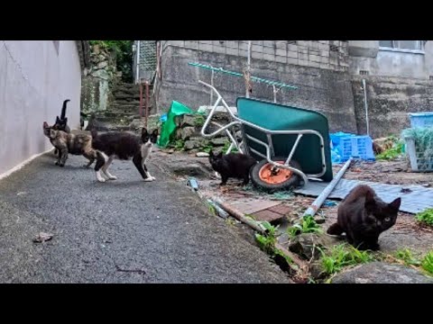 漁港の路地裏で猫の集会を発見！そっと潜入を試みた結果がこちら…(YouTube)