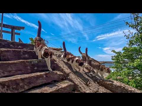 丘の上の神社から降りてきたら階段下の鳥居の所で猫たちが待っていた(YouTube)