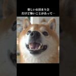 柴犬ハチは危機を察知⁉️ママのところに隠れて… #shibainu #柴犬  #犬のいる生活(YouTube)