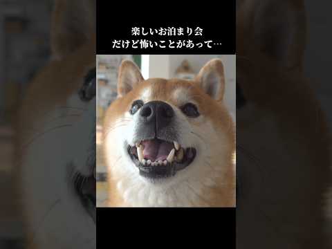 柴犬ハチは危機を察知⁉️ママのところに隠れて… #shibainu #柴犬  #犬のいる生活(YouTube)